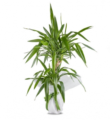 2li Yucca Çiçeği