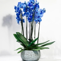 https://www.rubbyflowers.com/
