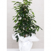 https://www.rubbyflowers.com/